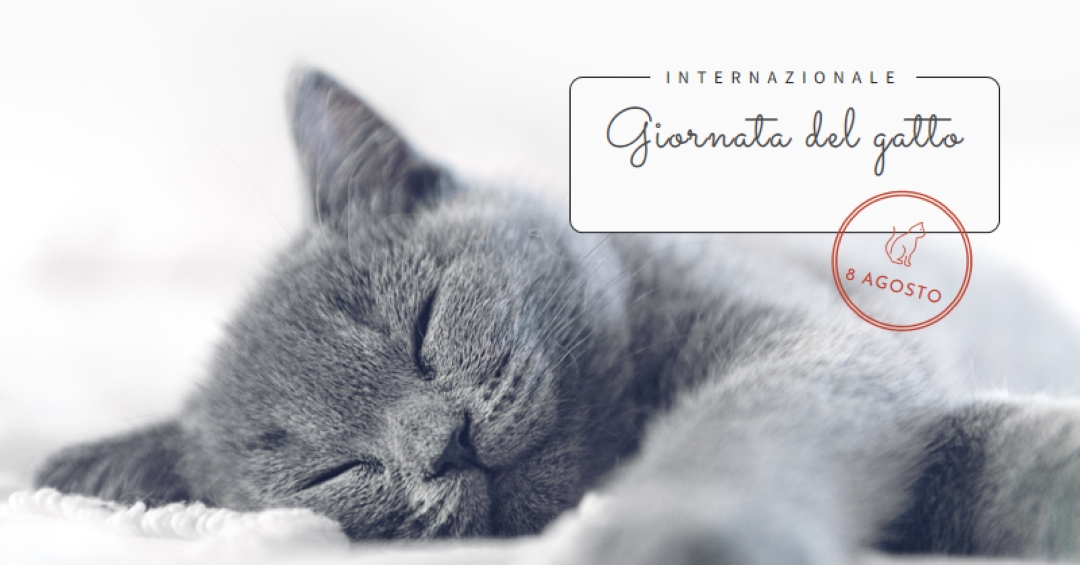 Gatto pisolino gray modern-simple